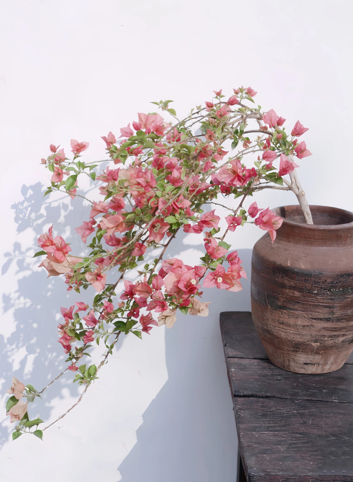 【花中花所罗门】原生扦插盆苗三角梅爬藤飘枝