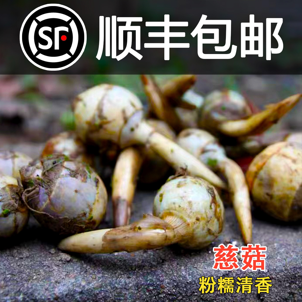苏北新鲜白慈姑茨菰 茨菇白马蹄慈姑新鲜蔬菜