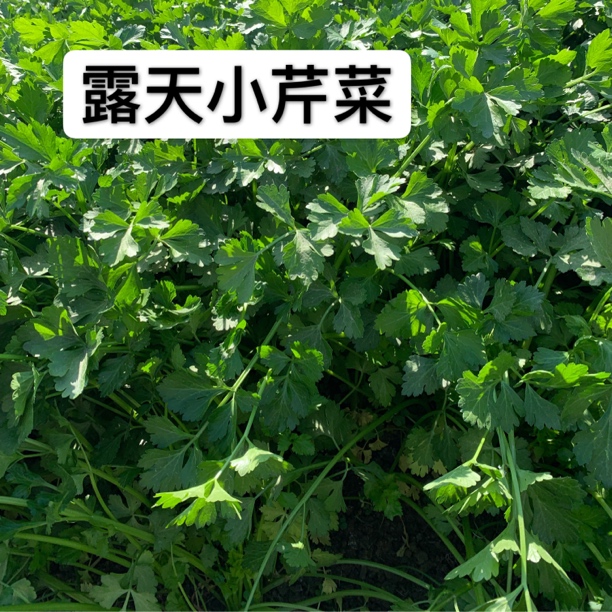 农家自种苏北新鲜小芹菜绿叶新鲜嫩芹菜
