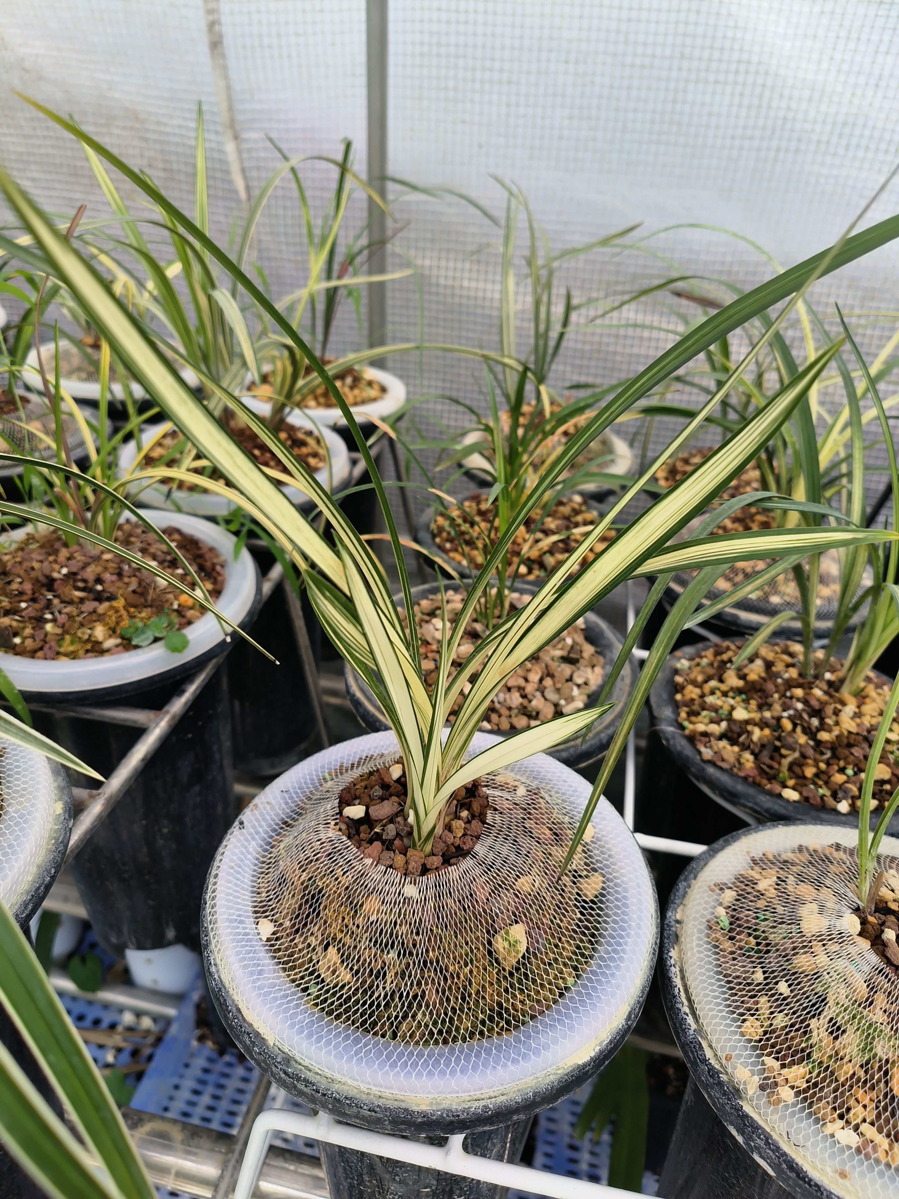 春剑瓷白大帽中透艺