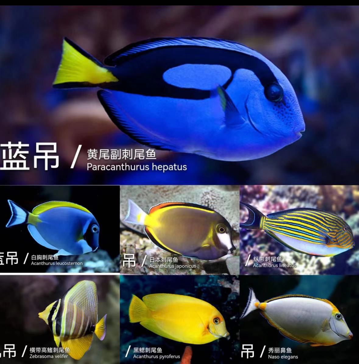 蓝吊8CM+的1条海水观赏鱼 
