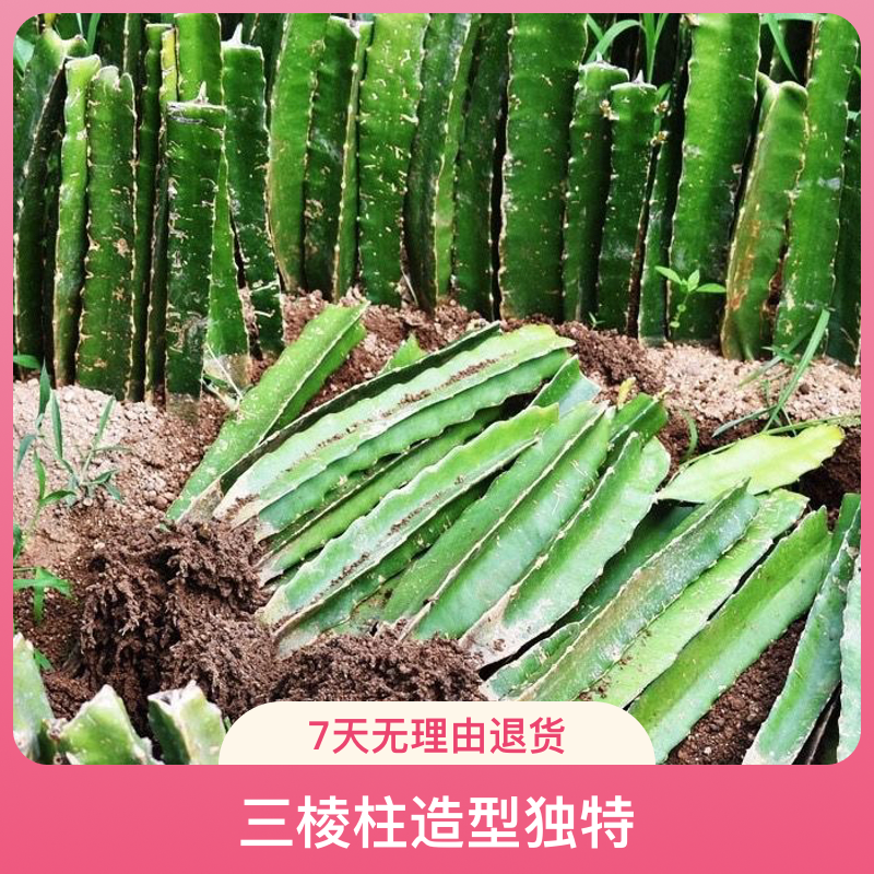 冬哥基地推荐嫁接用三角柱嫁接蟹爪兰用仙人掌