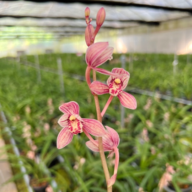 直播间专拍 建兰浓香花卉绿植办公室阳台美观客厅栽培兰花净化