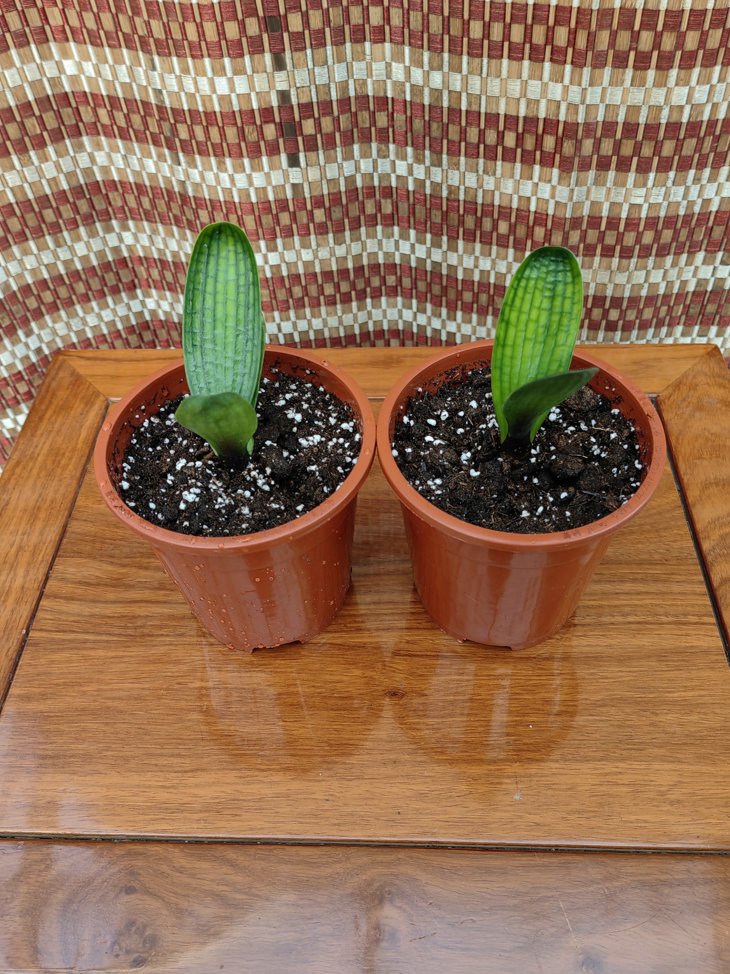 快递包邮两棵精品油匠一年生小苗