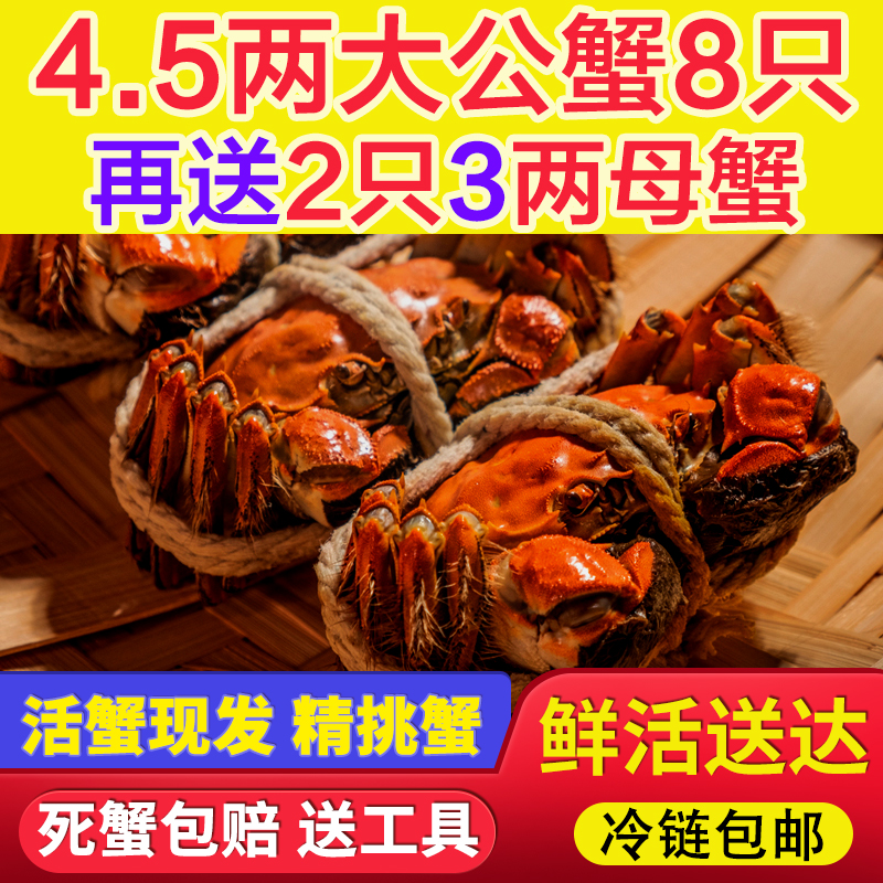 【送2只大母蟹】【产地直发】4.5两大公蟹8大只再送3两母蟹2只 到手10只苏州精品大闸蟹鲜活螃蟹礼盒装