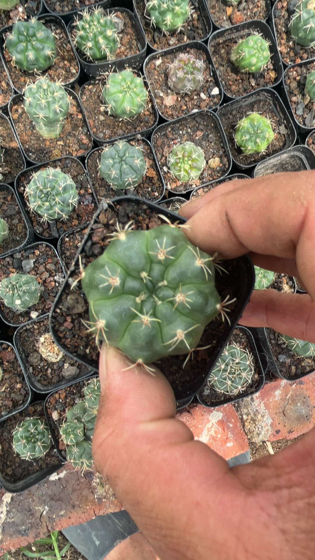 实生菲花玉。开花神器
