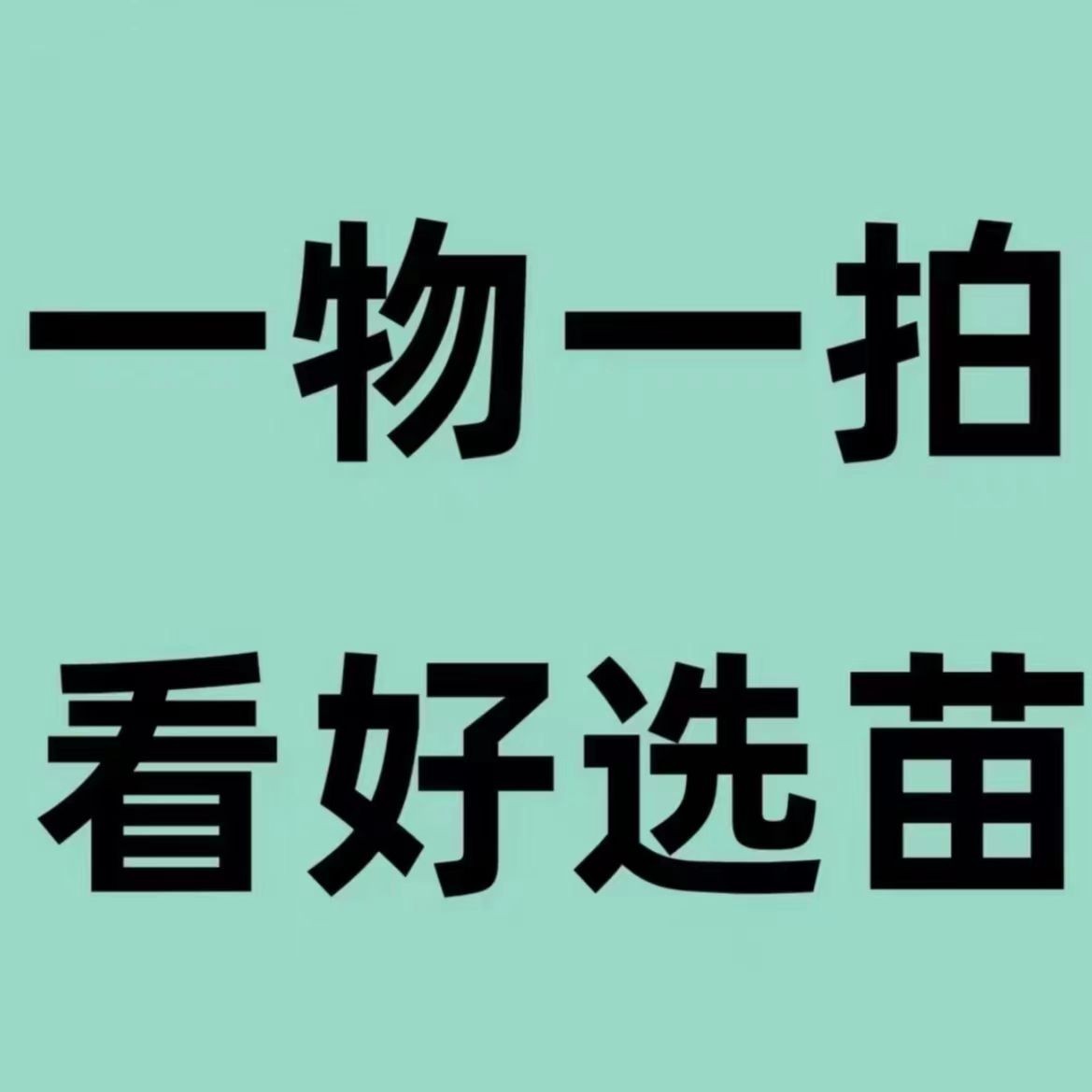 枣树 冰糖枣树冬枣树蟠枣树可盆栽可地栽一物一拍