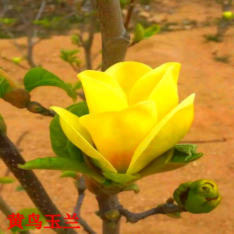 黄鸟玉兰树苗紫玉兰树苗娇红一号树苗绿化苗木庭院南北方耐寒植物