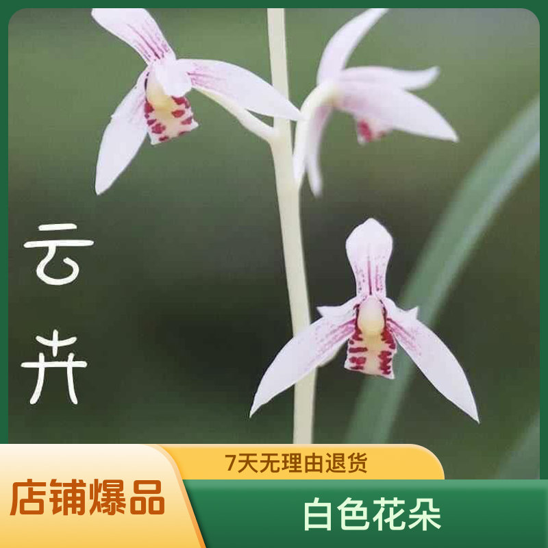 建兰云卉白娘子白杆白花彩心花5苗以上裸根发货