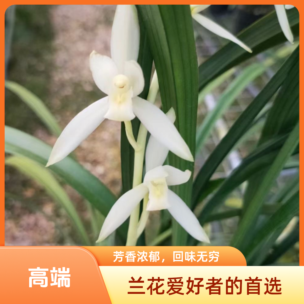 建兰青山玉泉5苗以上裸根发货花期6-11月