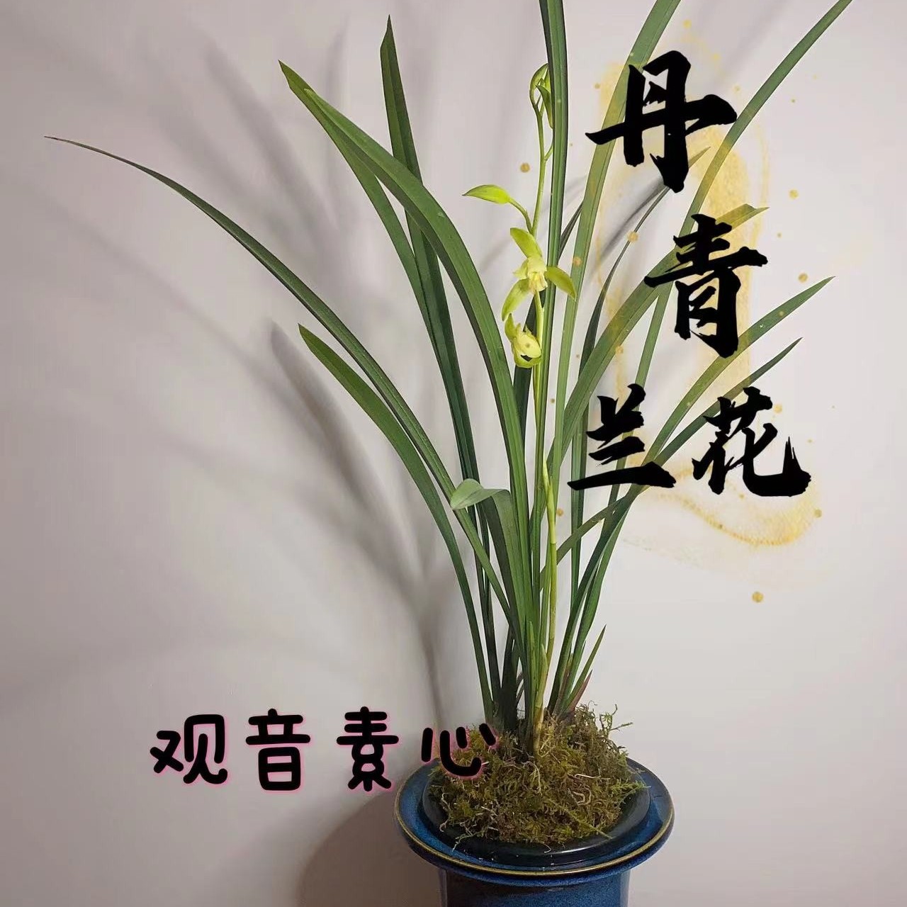 【丹青兰花】建兰铭品观音素阳台卧室绿植盆栽