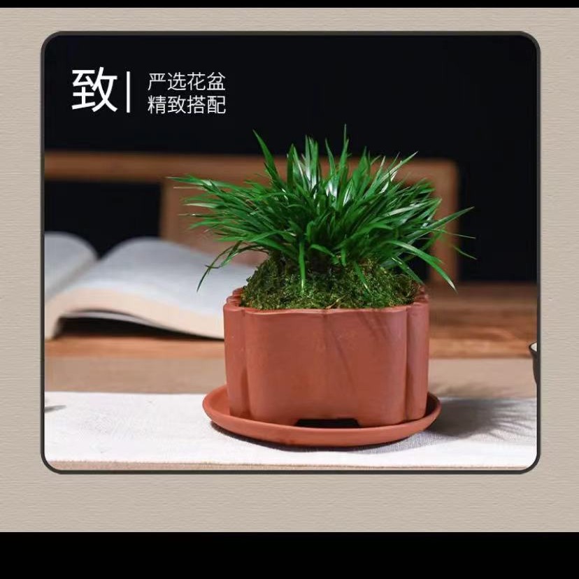 文人菖蒲特惠组合绿植盆景迷你小盆栽桌面植物造景微型素材室内