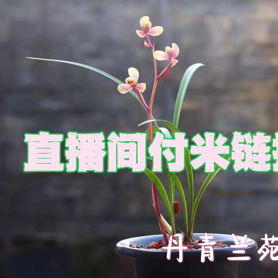 【丹青兰花】一物一拍春兰建兰莲瓣兰寒兰墨兰等养护裸根黄色金边