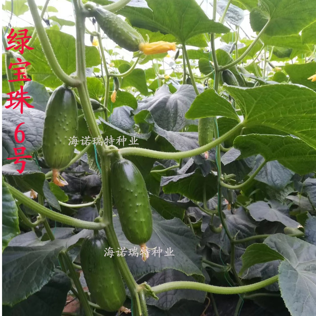 绿宝珠6号——强雌杂交 节节有瓜