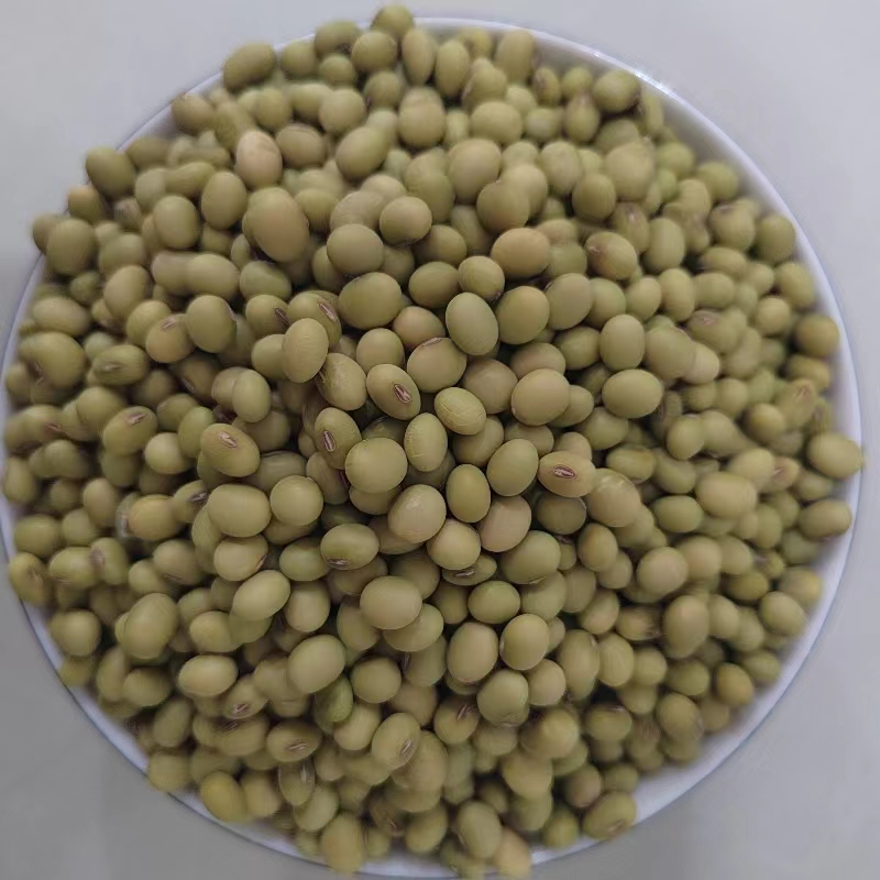 贵州高山老品种绿皮黄豆原生态农家自种非转基因五谷杂粮新黄豆