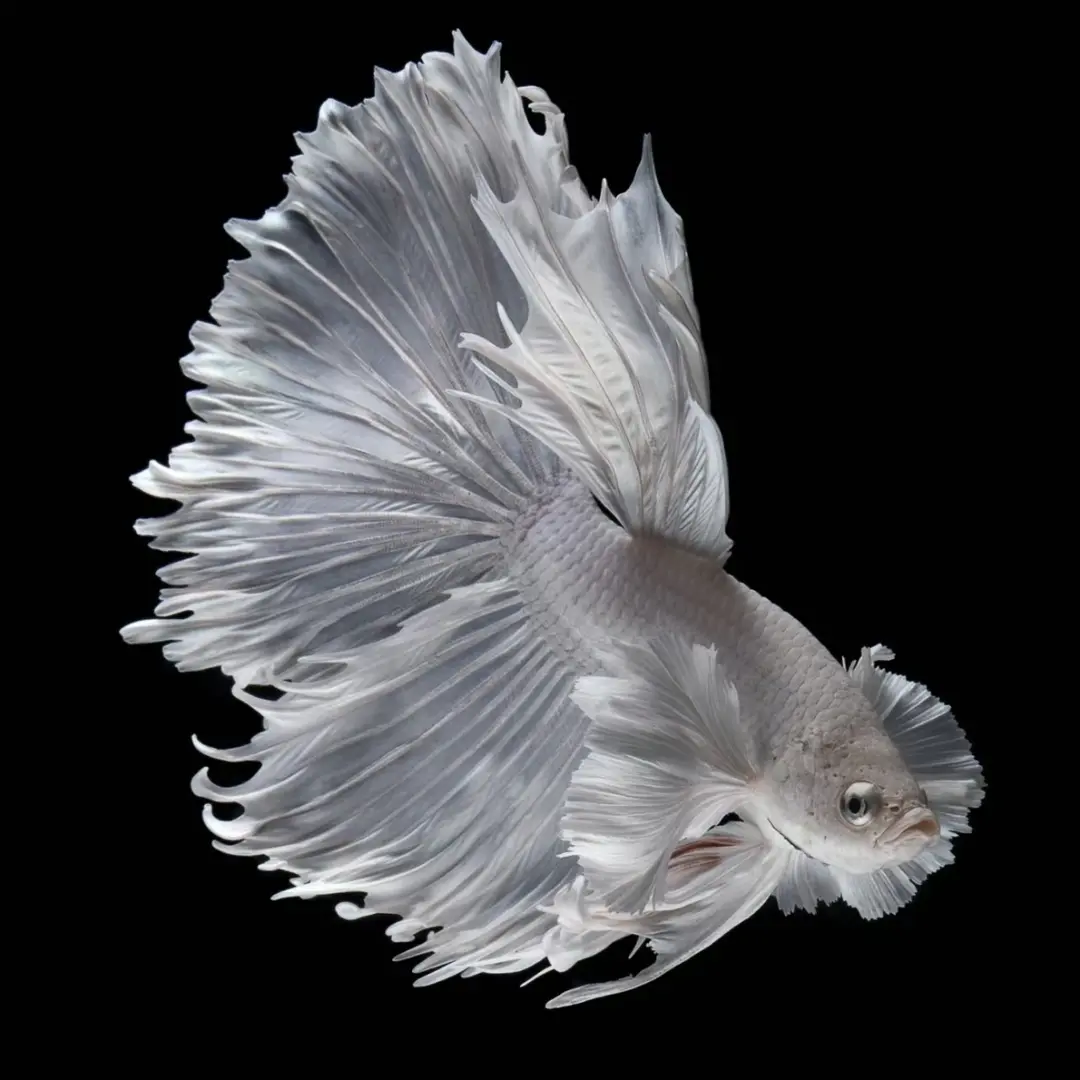 D3（49-72）精品泰国斗鱼小型热带观赏鱼耐活（直播间选鱼）