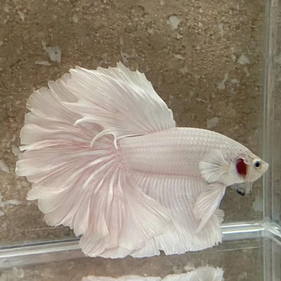 A14（313-336）泰国斗鱼活体精品观赏鱼活体（直播间选鱼）