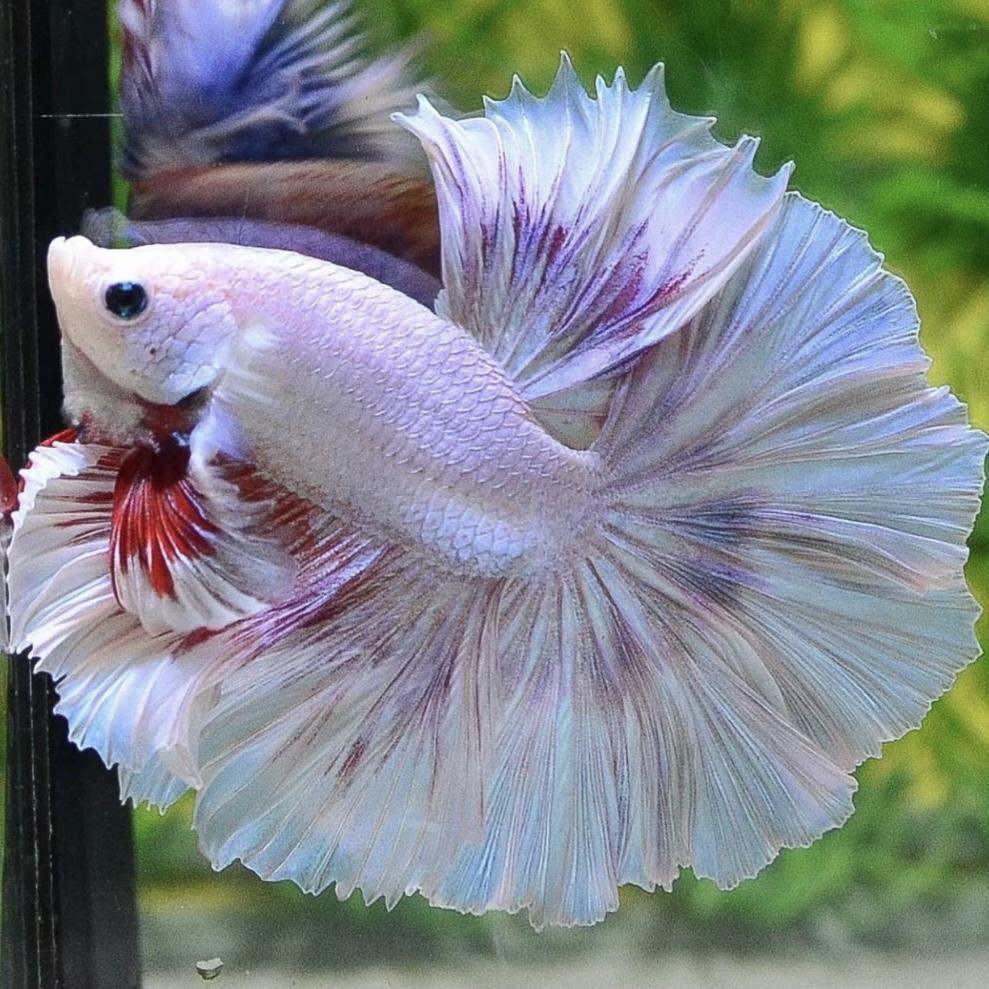 A12（265-288）泰国斗鱼活体精品观赏鱼活体（直播间选鱼）