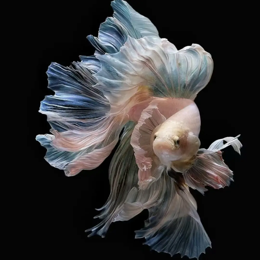 A6（121-144）泰国斗鱼活体精品观赏鱼活体（直播间选鱼）