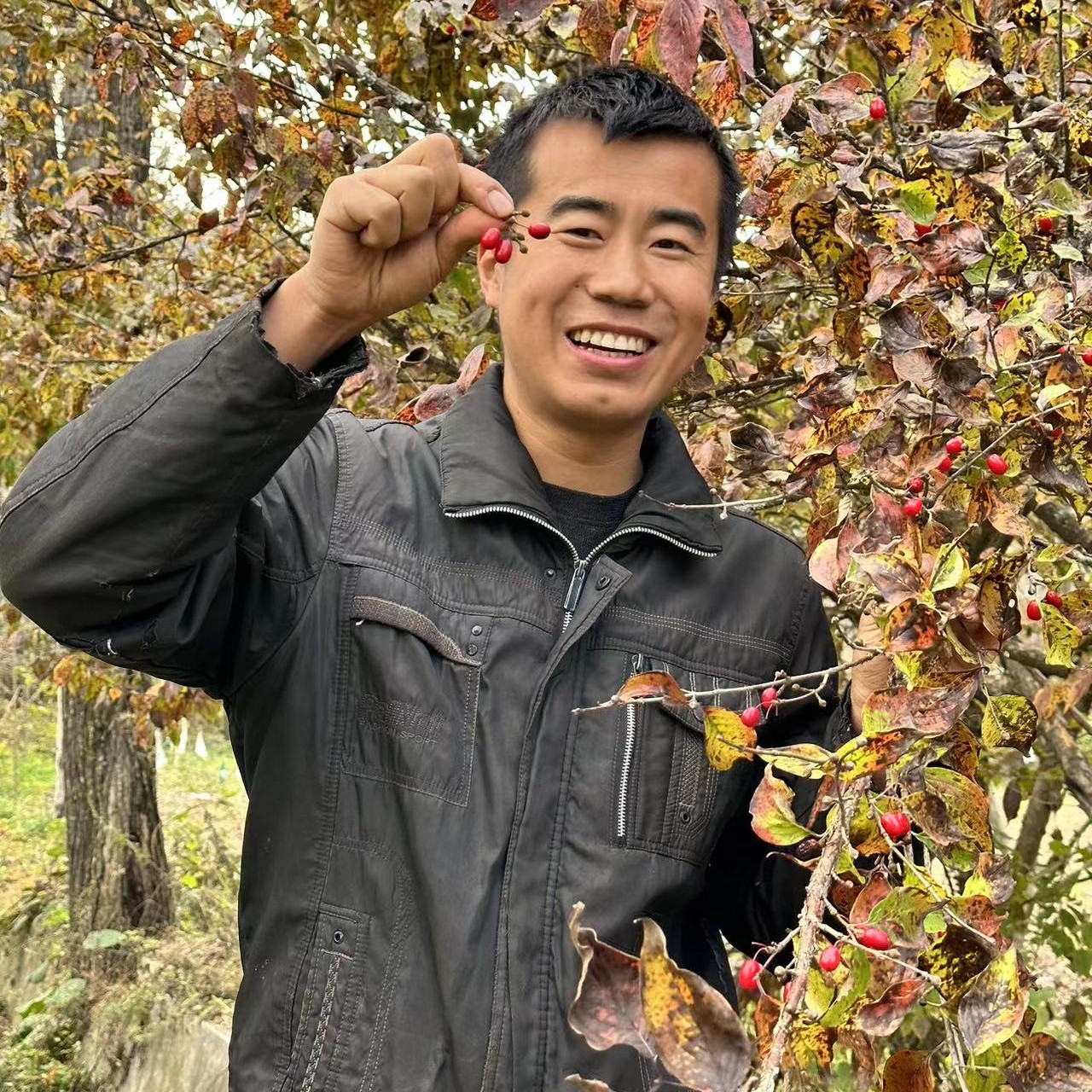 武都野生山芋肉   枣皮