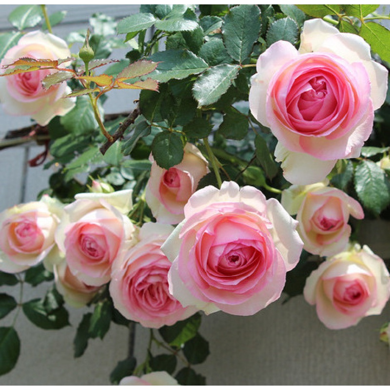 【混苗2颗】爬藤月季藤本月季花苗盆栽蔷薇四季开花阳台庭院花卉