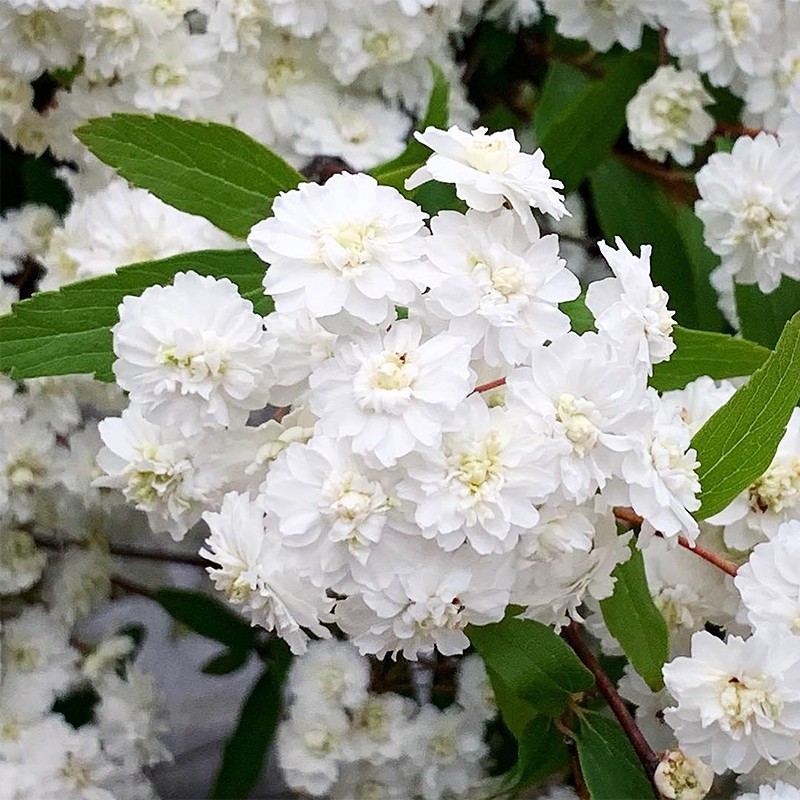 重瓣绣线菊小手球花卉绿植盆栽庭院耐寒插花菱叶绣线菊鲜切花耐热