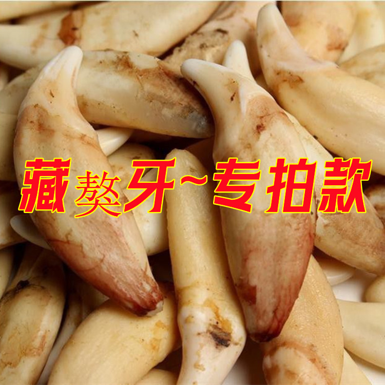 非金属吊坠 真藏獒牙吊坠，肥胖藏獒牙项链，饱满藏獒挂件~专拍款