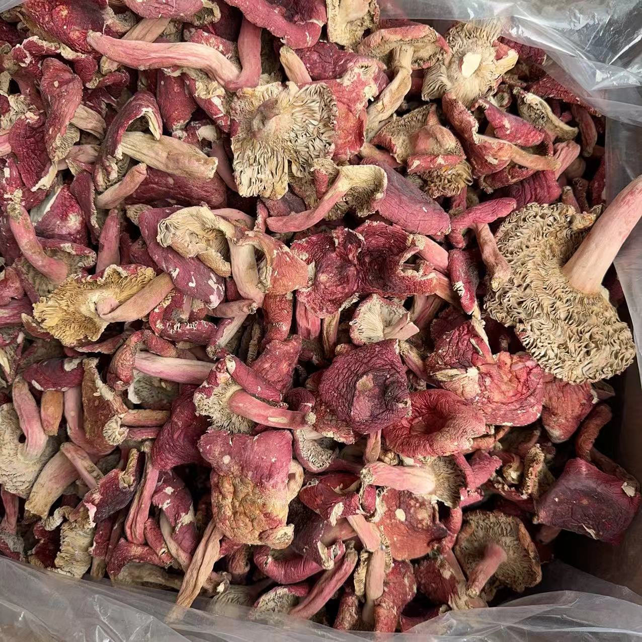 【浪水丑菇】2025年新货 广西野生浪水红菇丑菇250g