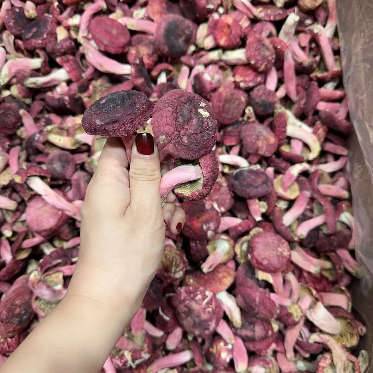 【广西高货野生红菇】 广西浪水红菇 月子菇贵妃菇 250g-500g