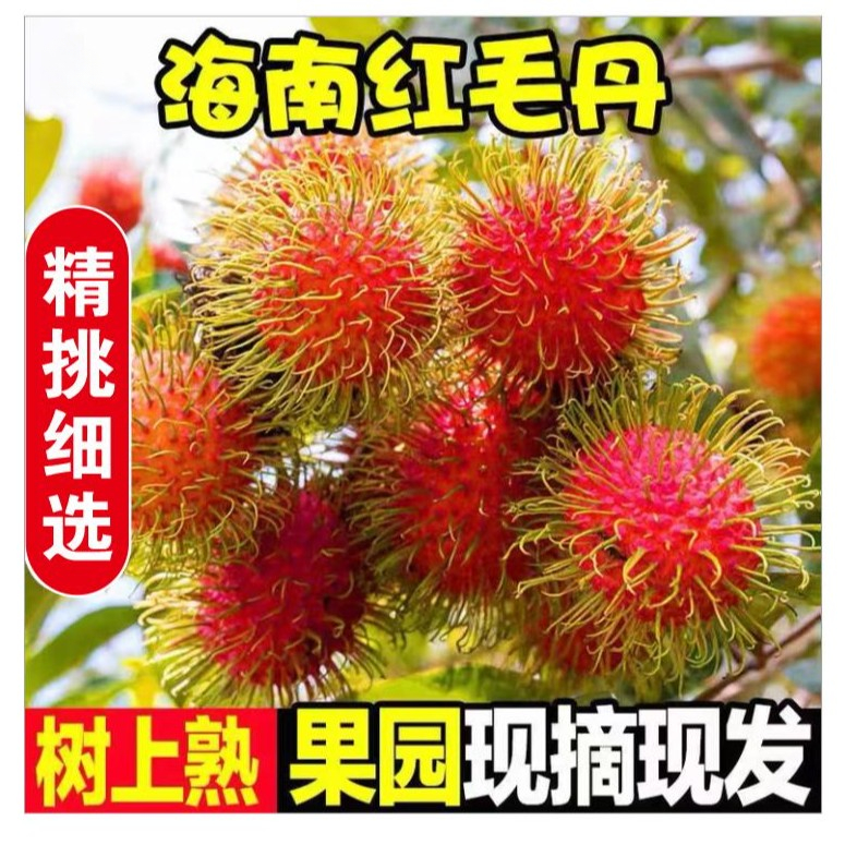 【現摘現發】海南保亭紅 毛 丹⑦號果热带水果孕婦包郵新鮮發貨1-5斤