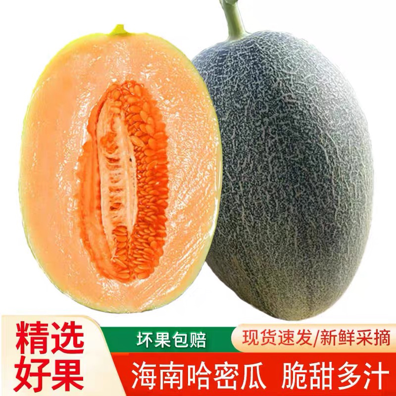 ☆正宗海南哈密瓜新鲜水果孕妇应当季香甜现摘脆蜜瓜5/8斤装