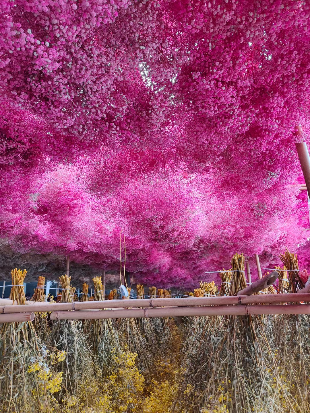 满天星干花花束真花风干天然超大束鲜散装论斤卖客厅装饰摆件花瓶