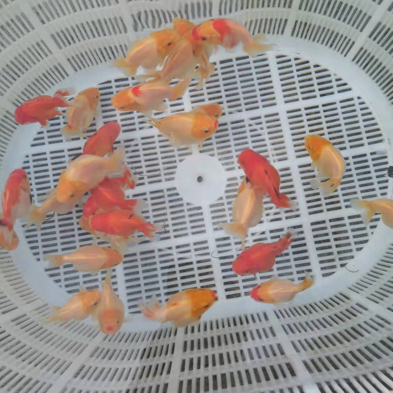 优质玛丽，一纽三条