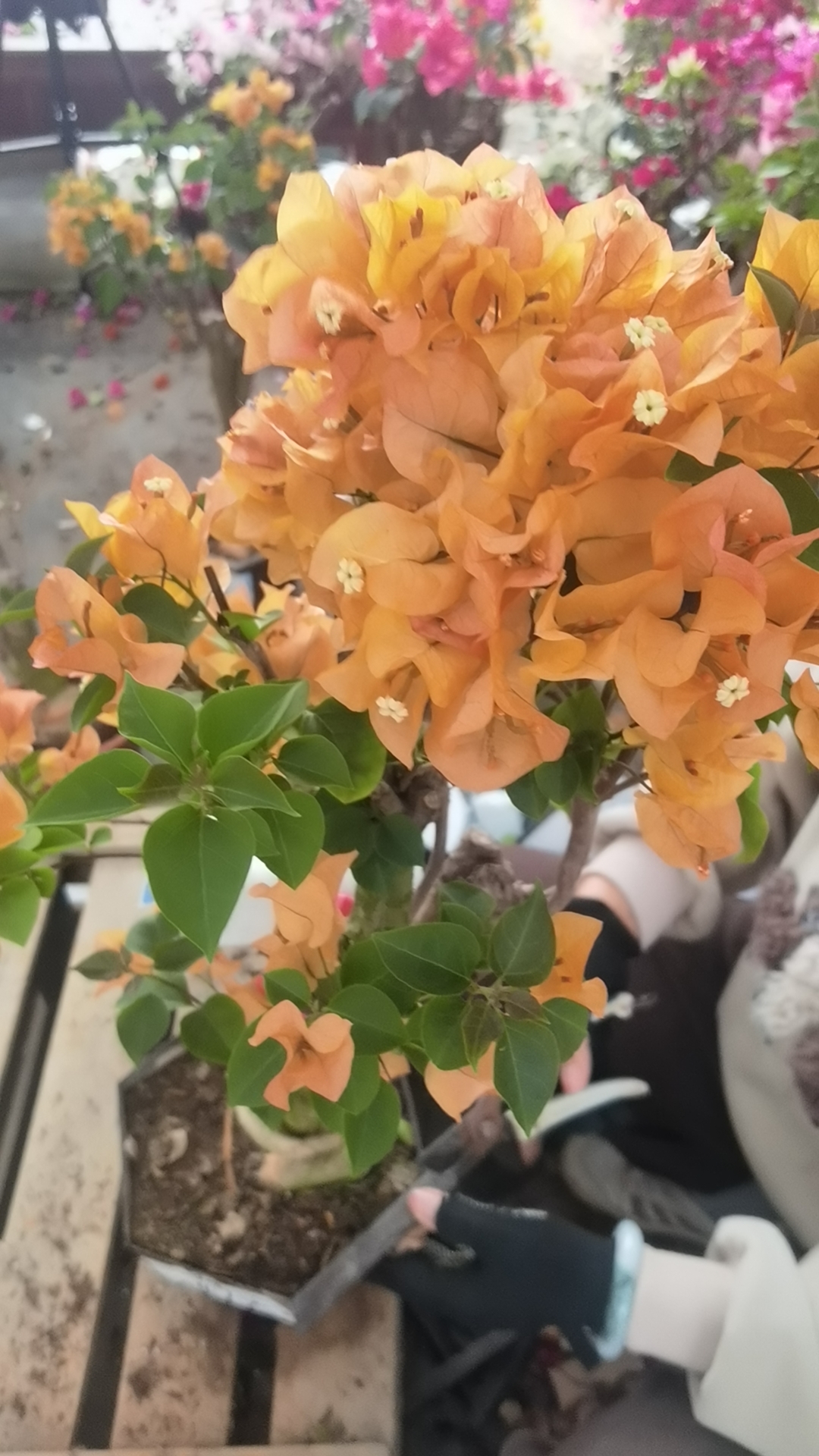 三角梅四季开花发货庭院福利款专属链接【一物一拍】所见即盆栽花卉