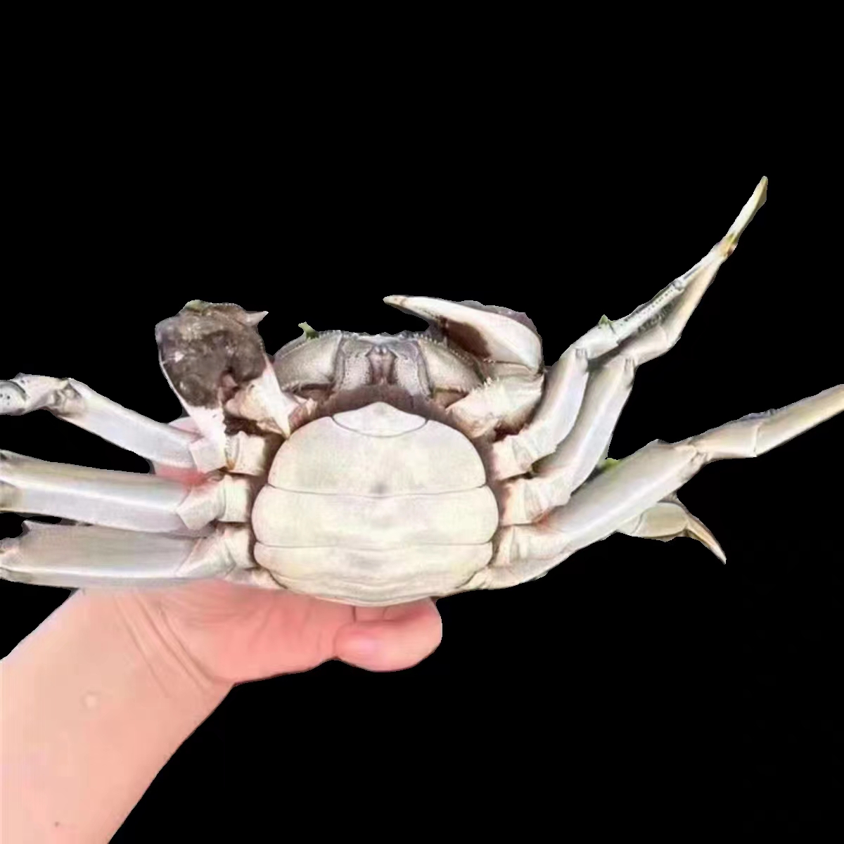 10只2.5两母大闸蟹