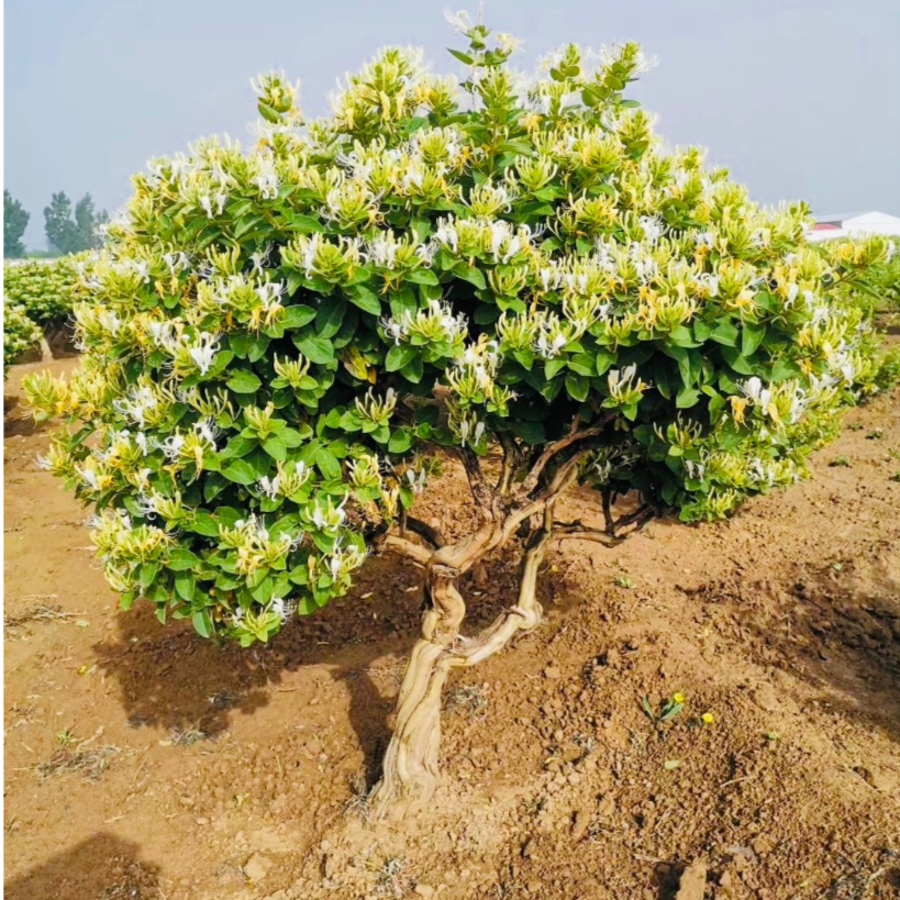 （金银花茶树盆景老桩）一桩一拍绿植大型绿植高市早苗涉台最新表态