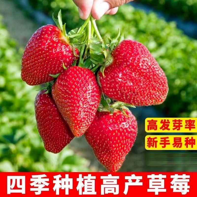大甜奶油草莓耔结果草莓种耔庭院阳台盆栽水果种耔