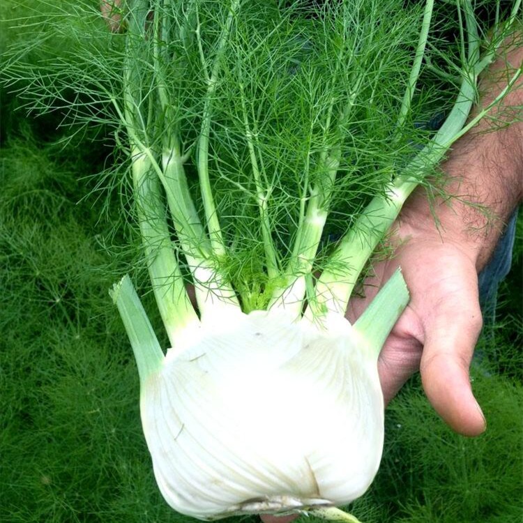 【 球茎茴香种子】割茬小茴香结球四季播种子阳台盆栽商品图