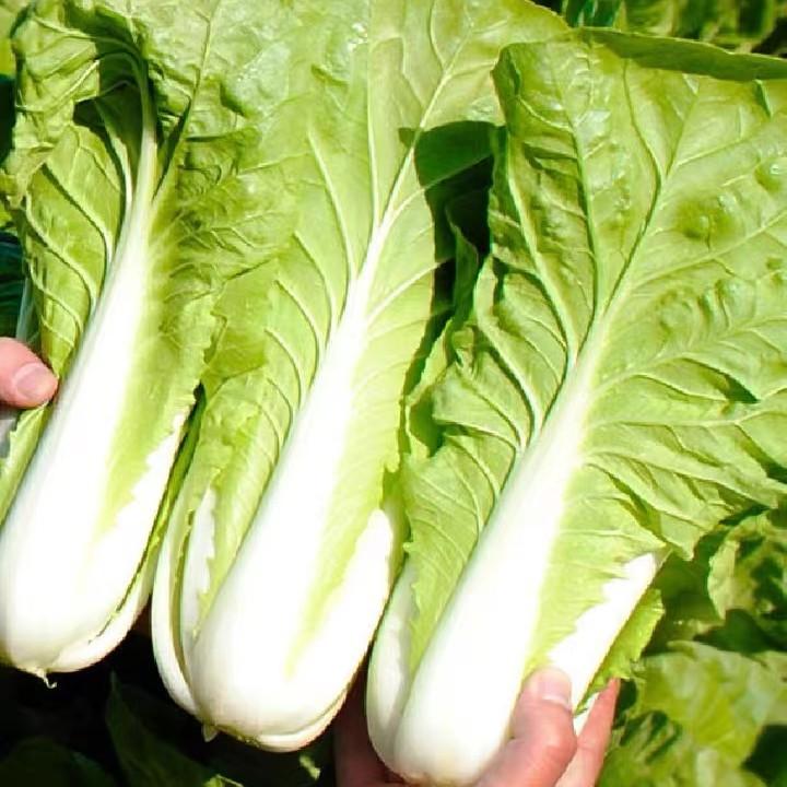 L【四季速生快菜】快菜种子耐热耐寒阳台院子均可种植商品图