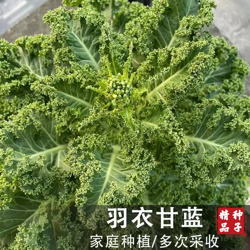 【9.9元3包羽衣甘蓝种子】可观赏可食用耐寒耐热蔬菜种子家庭小院