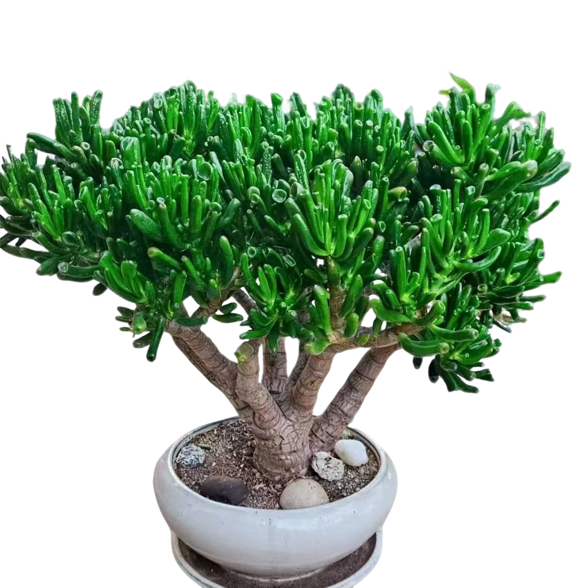 精品多肉植物   大大号吸财树