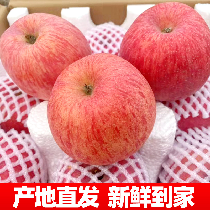 【新果】正宗烟台栖霞红富士苹果带箱当季糖心苹果70-80mm