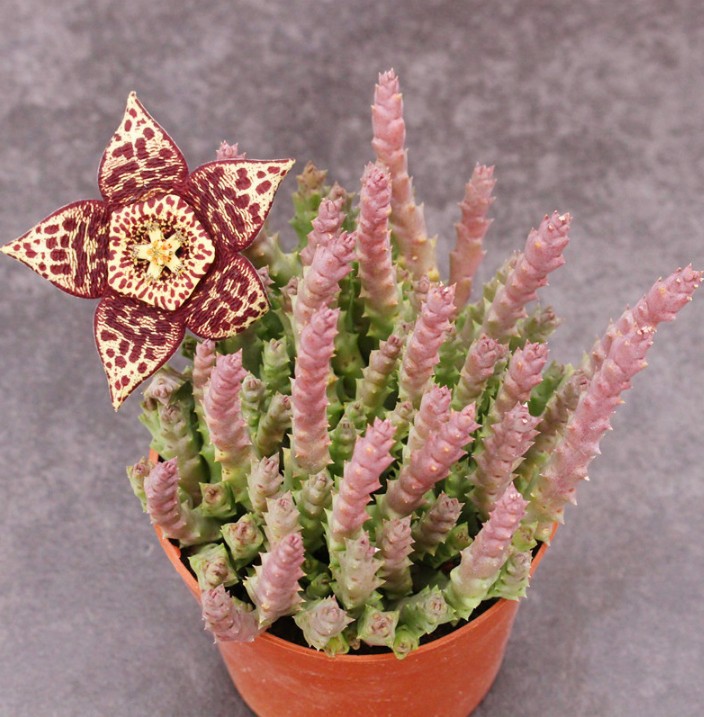 姬龙角9cm大盆满盆实物拍摄整盆品相如图择优发货