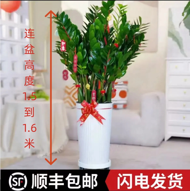 顺丰包邮巨无霸加高特大号1.4-1.6米金钱树大型懒人植物室内客厅