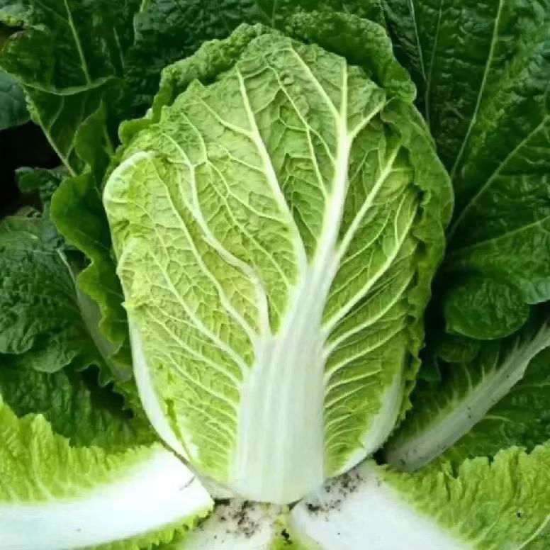 高峰大白菜（霜打1个月）   4.5斤