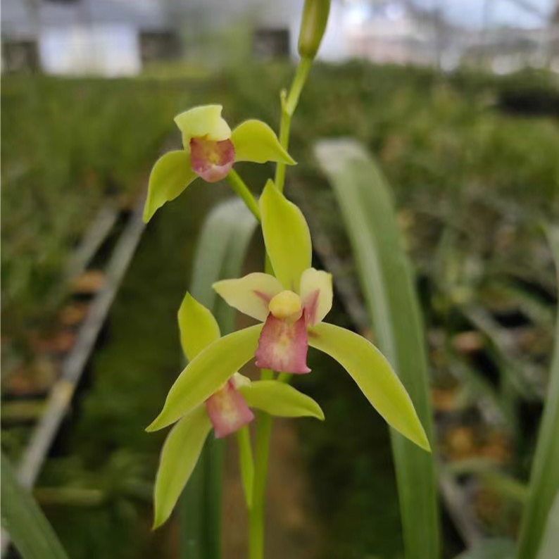 建兰红玉素，建兰红素