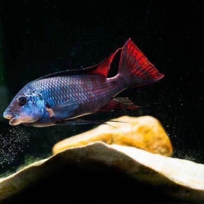 观赏鱼补价链接 拍前联系客服