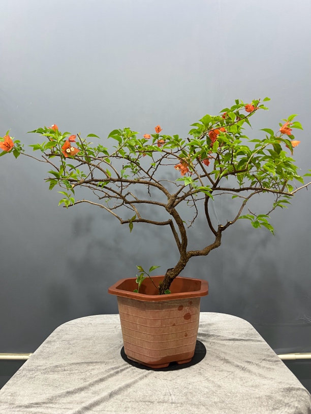 橙桑巴三角梅盆景