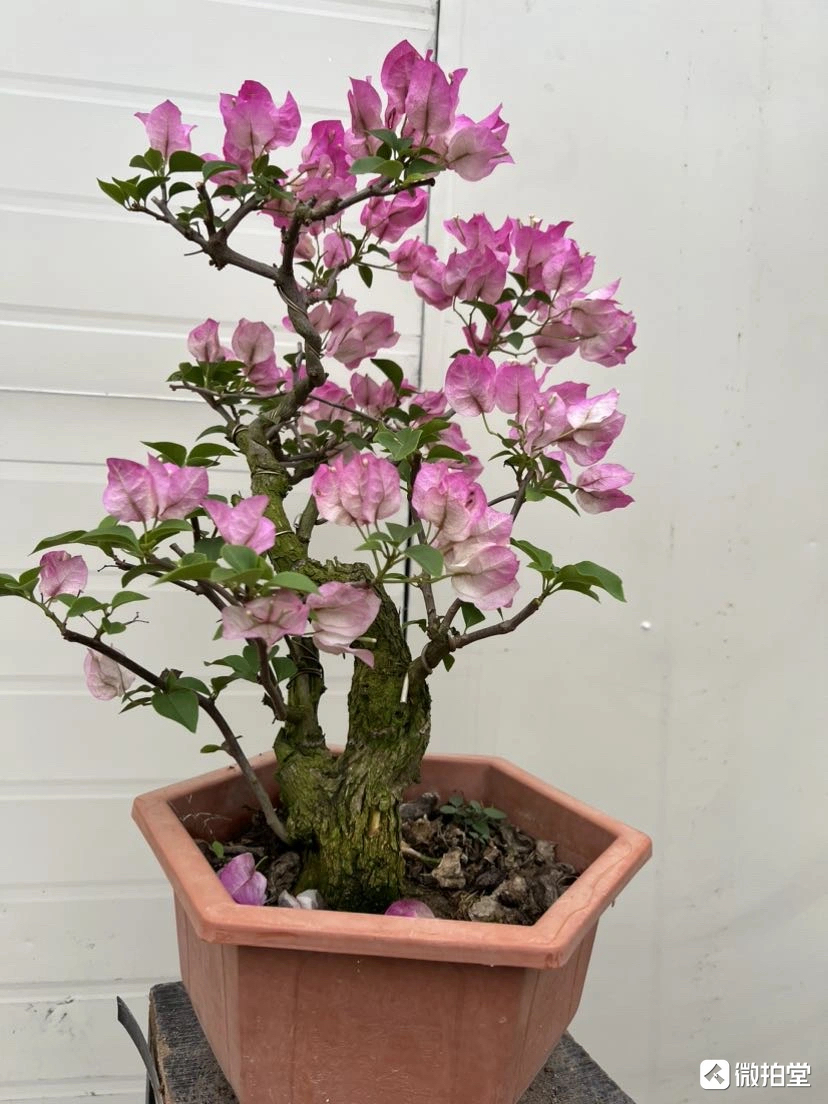 老桩造型三角梅盆景