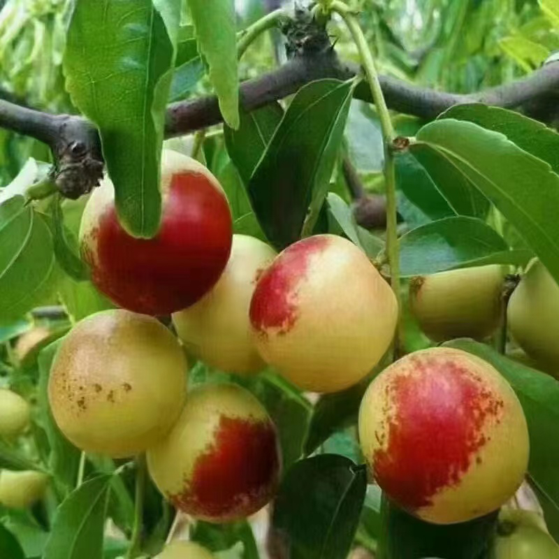 山东沾化自家果园种植的冬枣